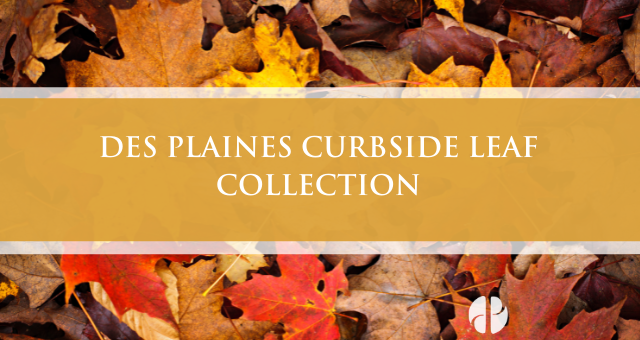 Leaf Collection news item (215 x 115 px)
