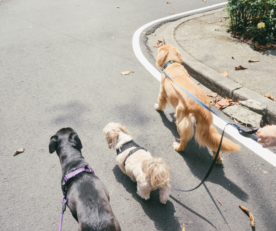 Dogs on Leashes
